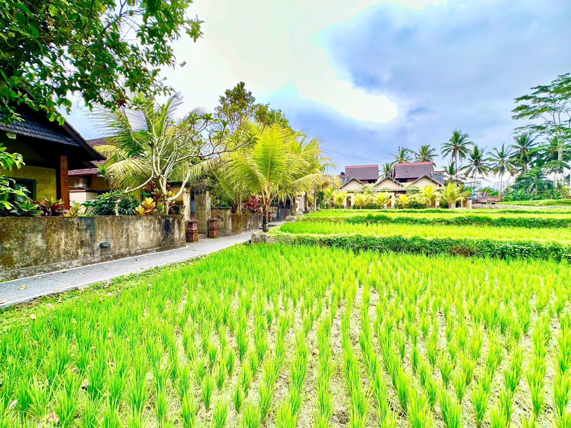 Dupa Ubud Exteriör bild