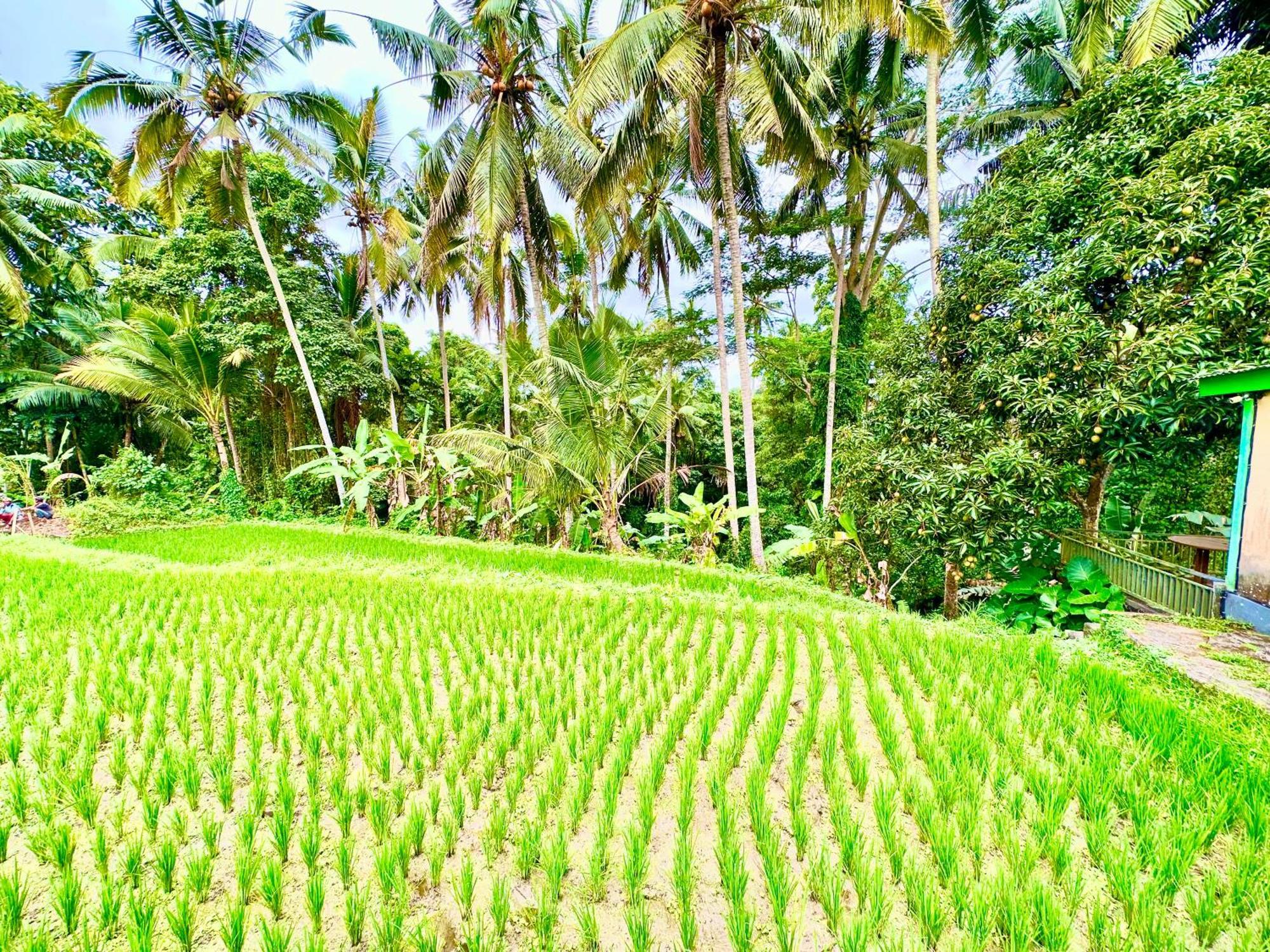 Dupa Ubud Exteriör bild